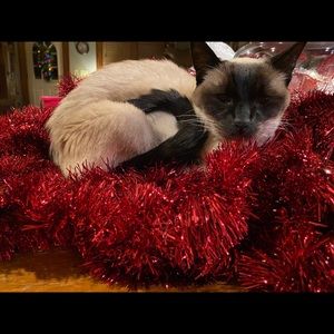 Meet your Posher, Katrina